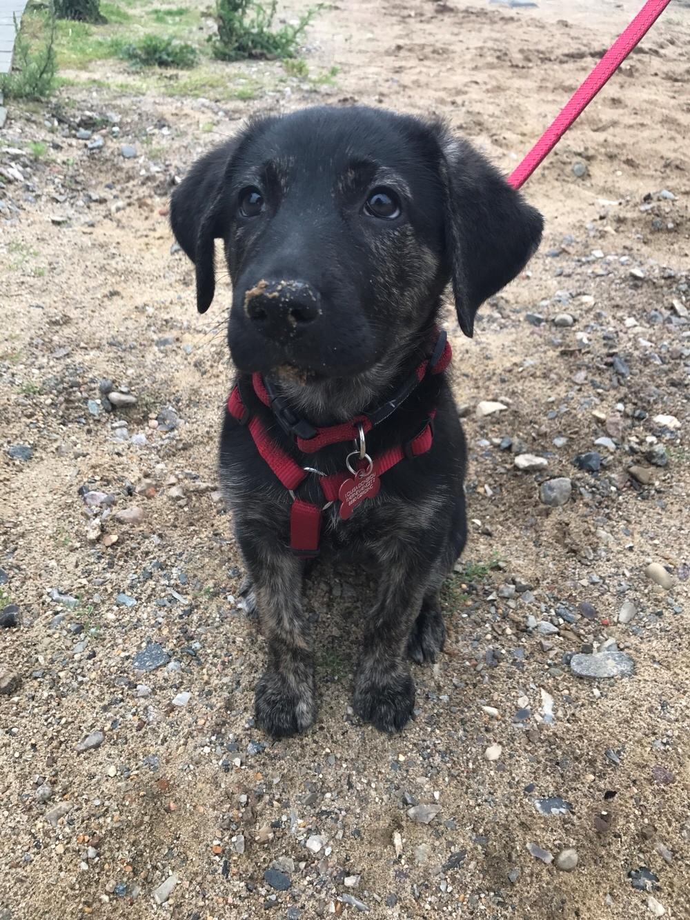 Blanding af racer Nellie billede 17