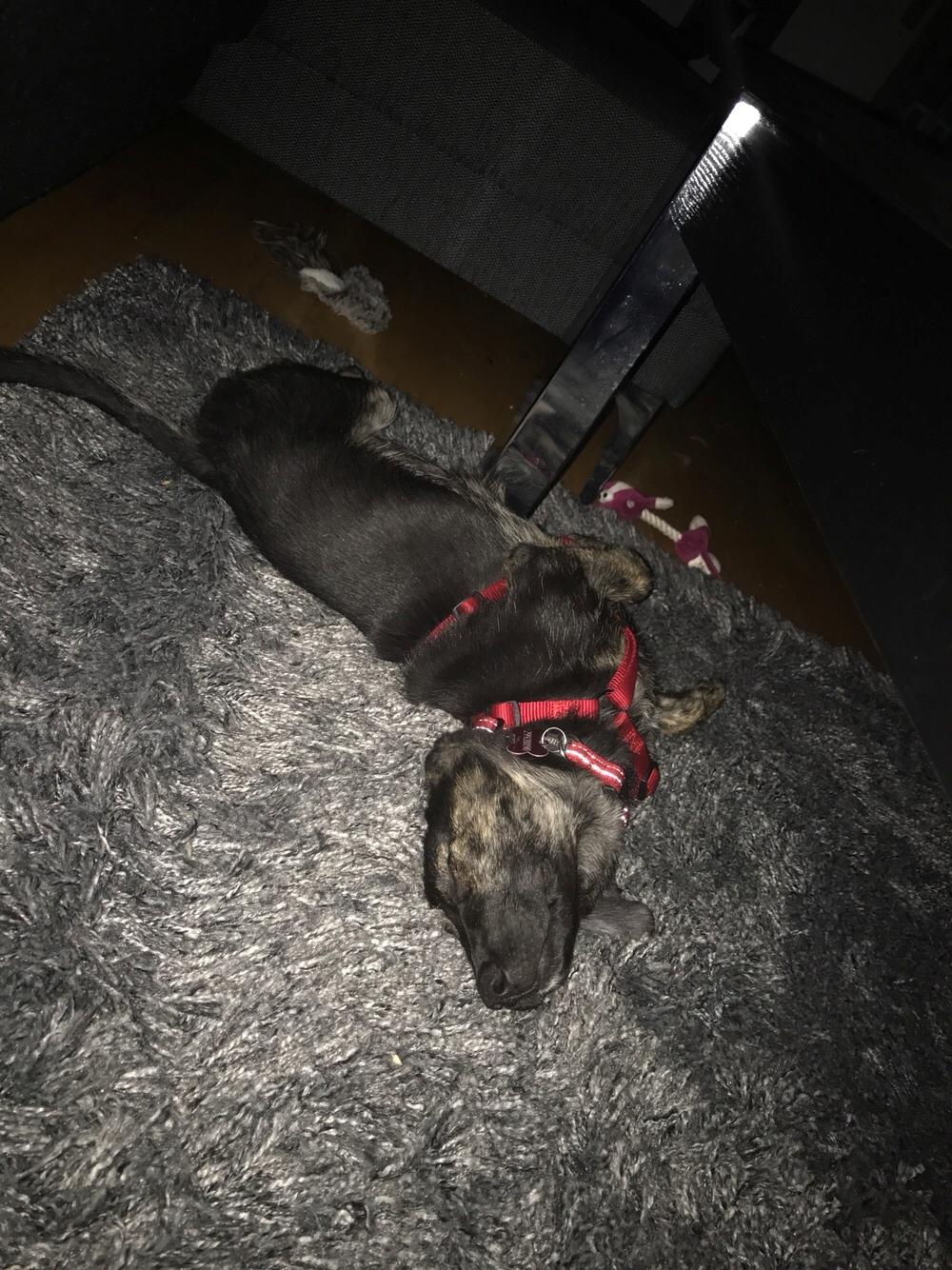 Blanding af racer Nellie billede 19