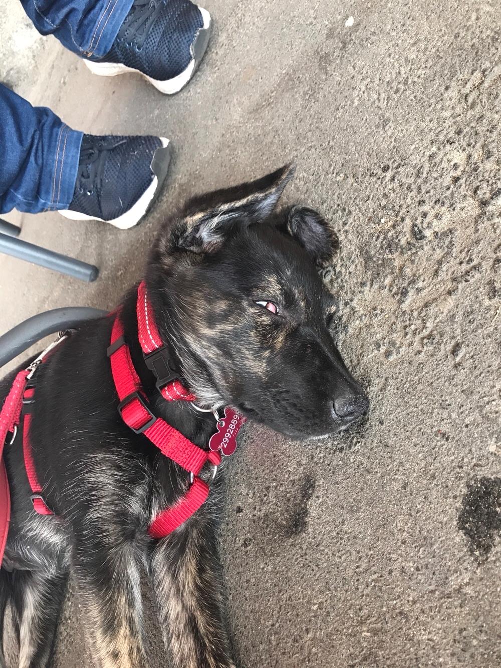 Blanding af racer Nellie billede 21