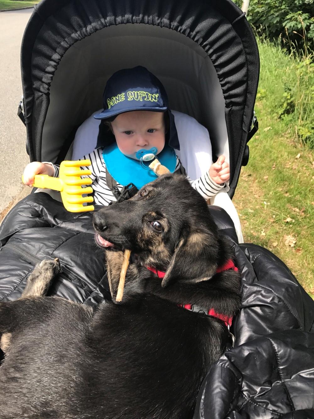 Blanding af racer Nellie billede 22