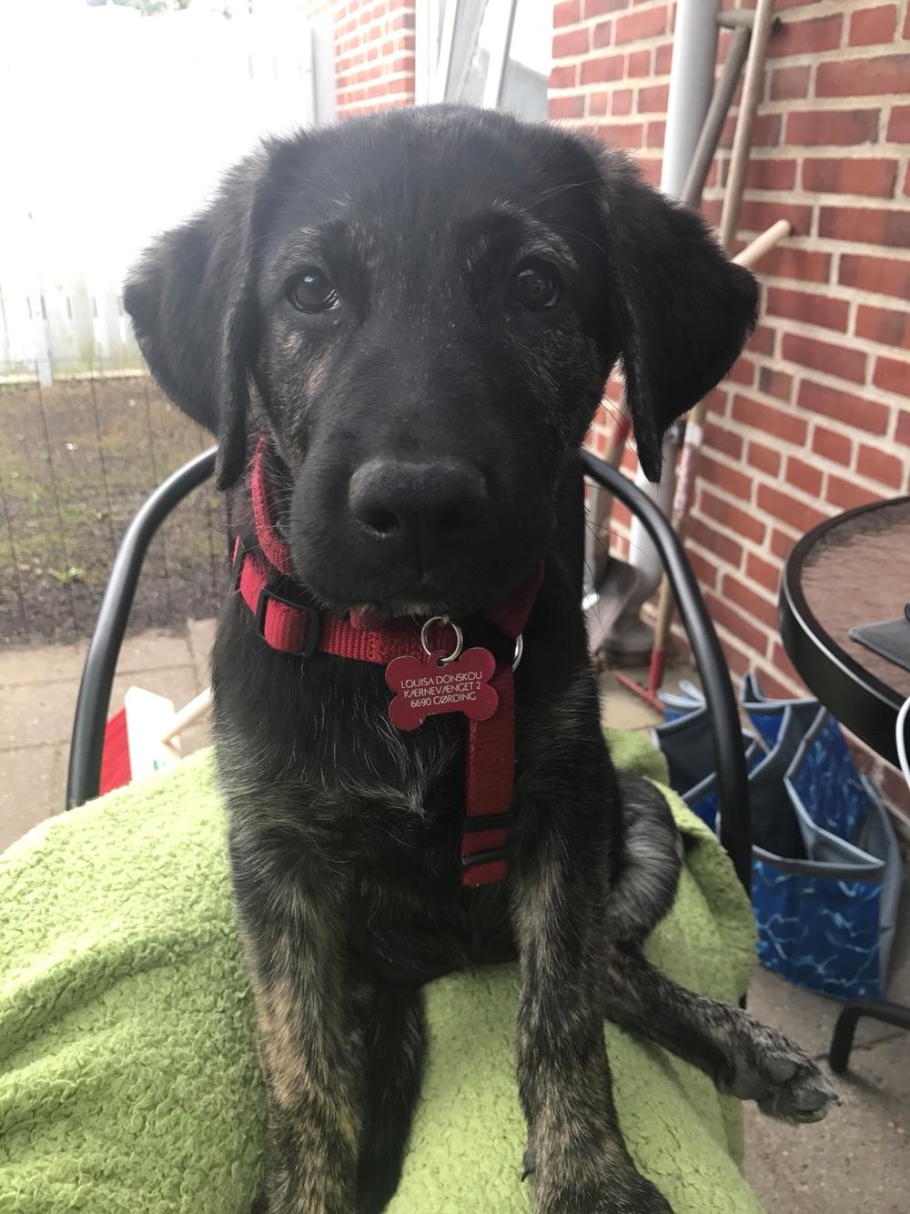 Blanding af racer Nellie billede 24