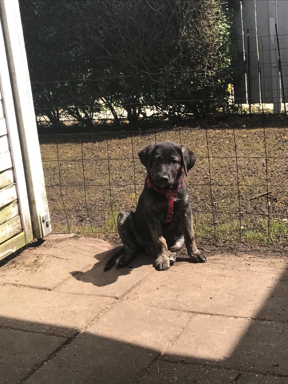 Blanding af racer Nellie billede 23