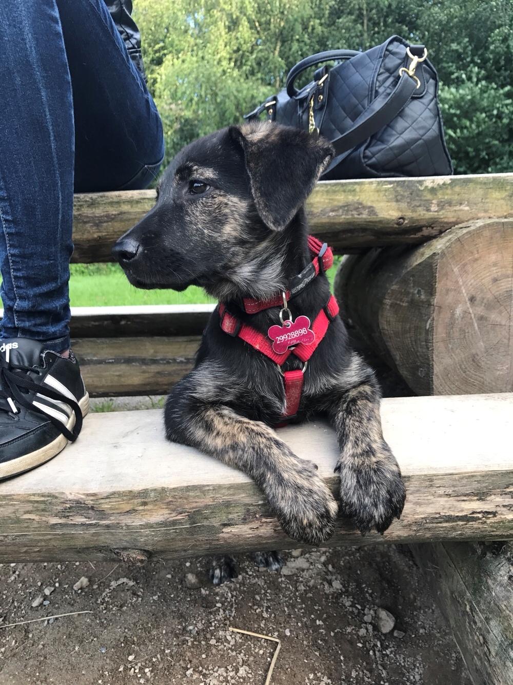 Blanding af racer Nellie billede 25