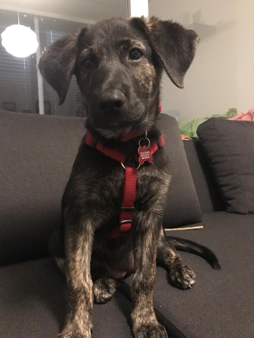 Blanding af racer Nellie billede 28