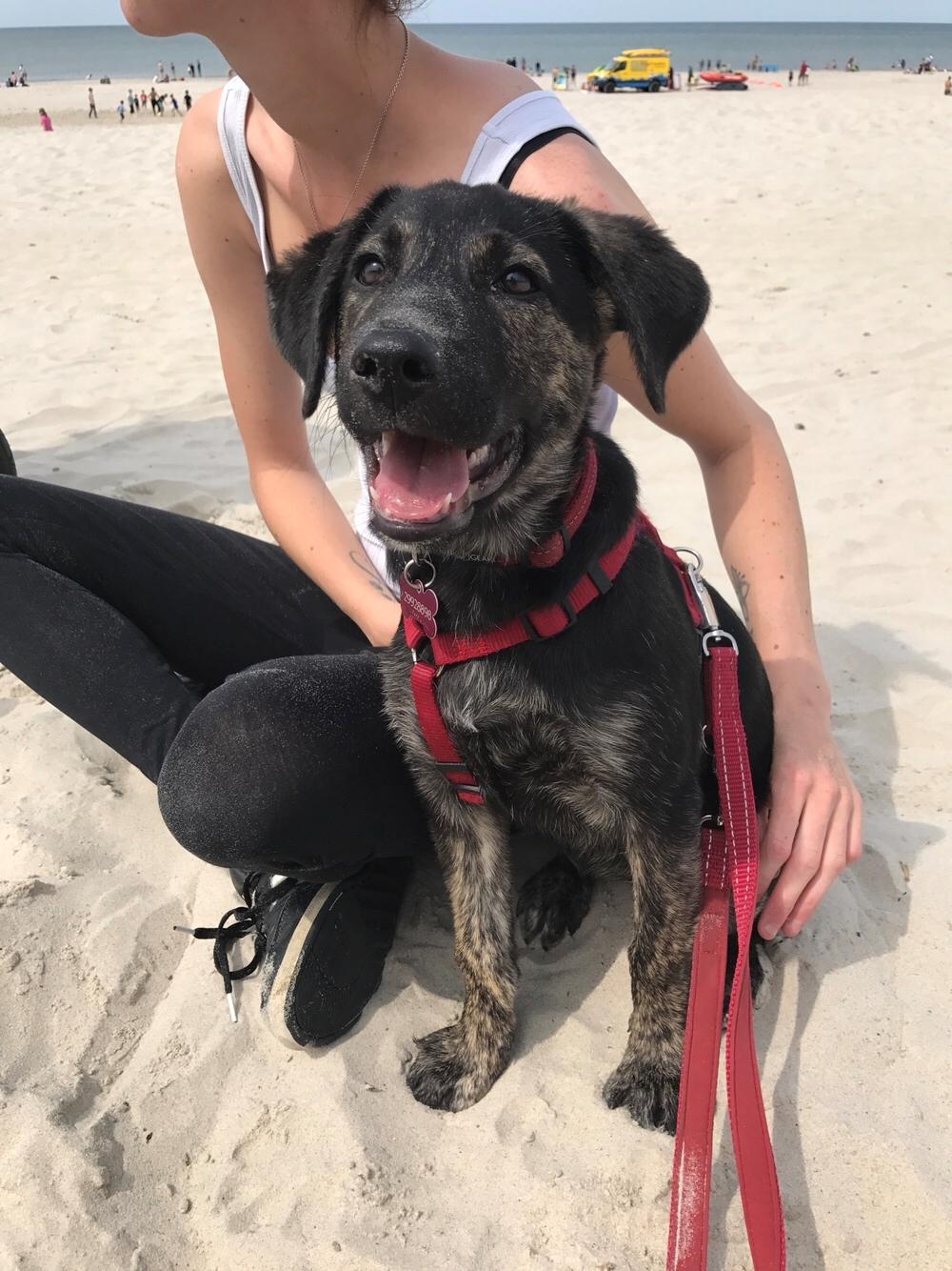 Blanding af racer Nellie billede 31