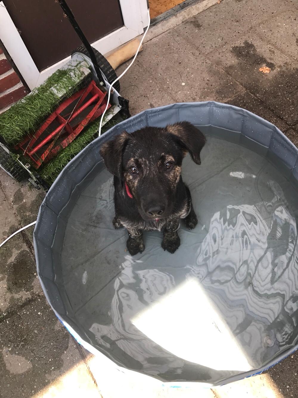 Blanding af racer Nellie billede 32