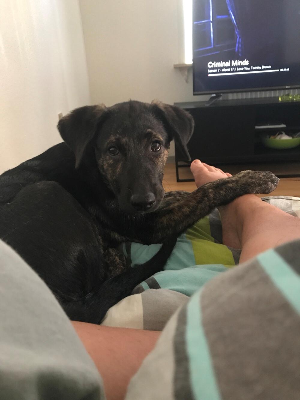 Blanding af racer Nellie billede 34