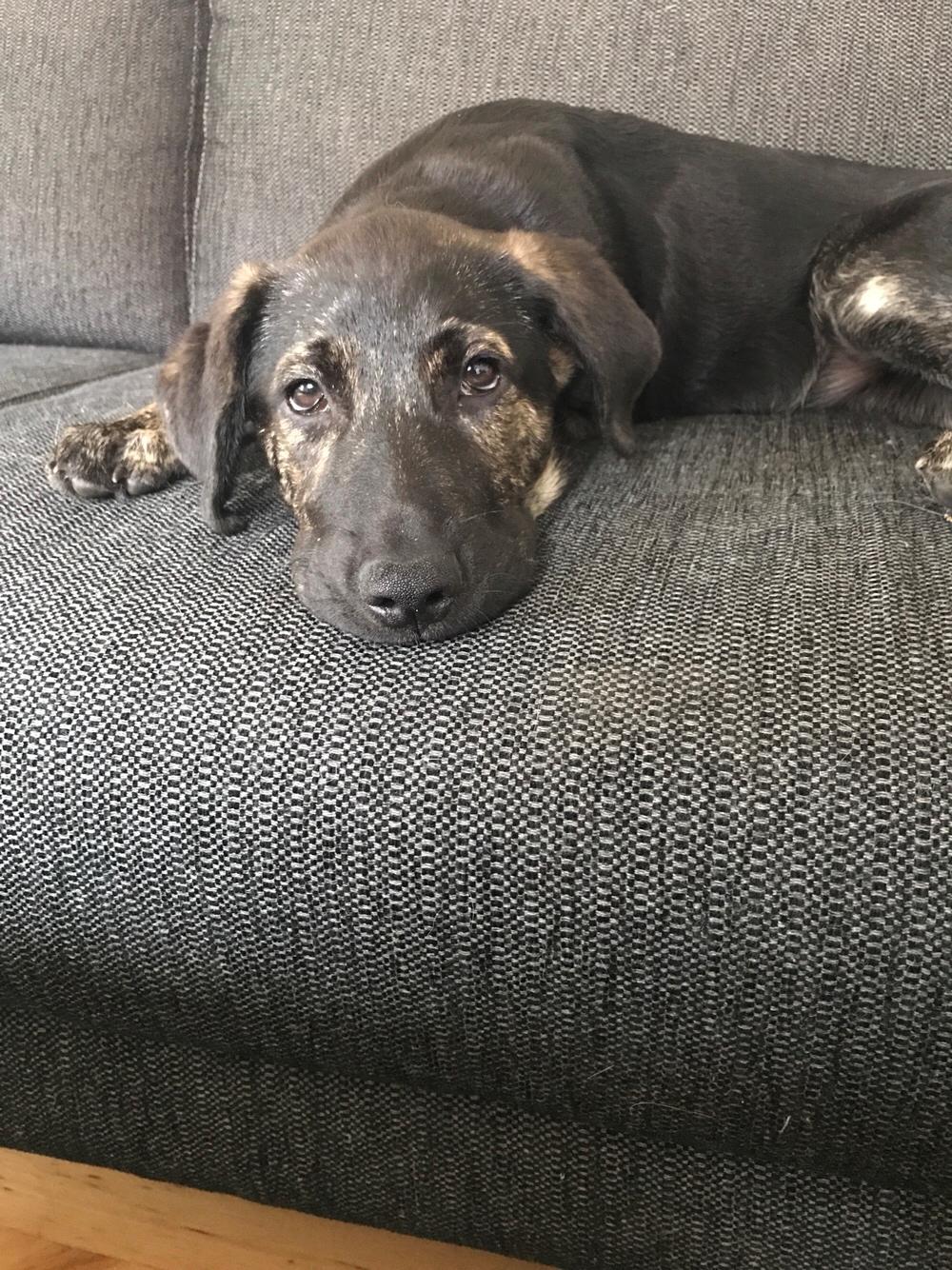 Blanding af racer Nellie billede 33