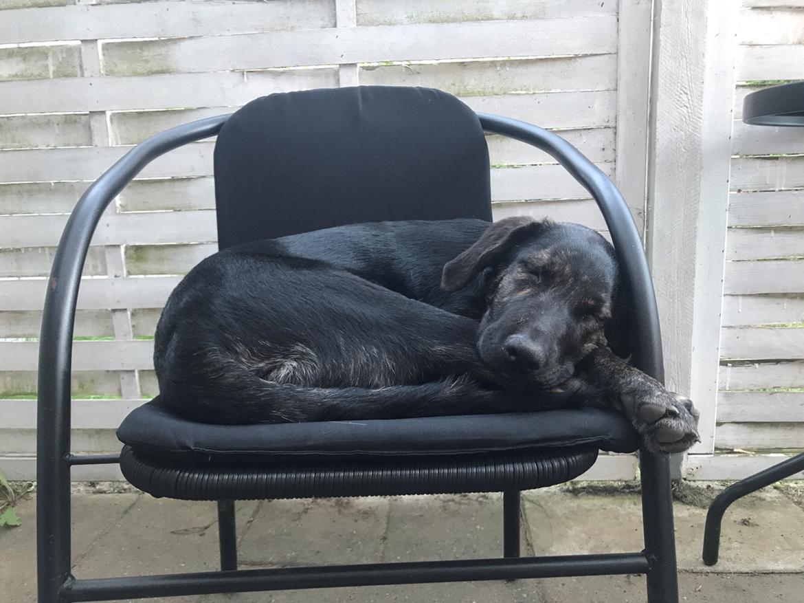 Blanding af racer Nellie billede 41