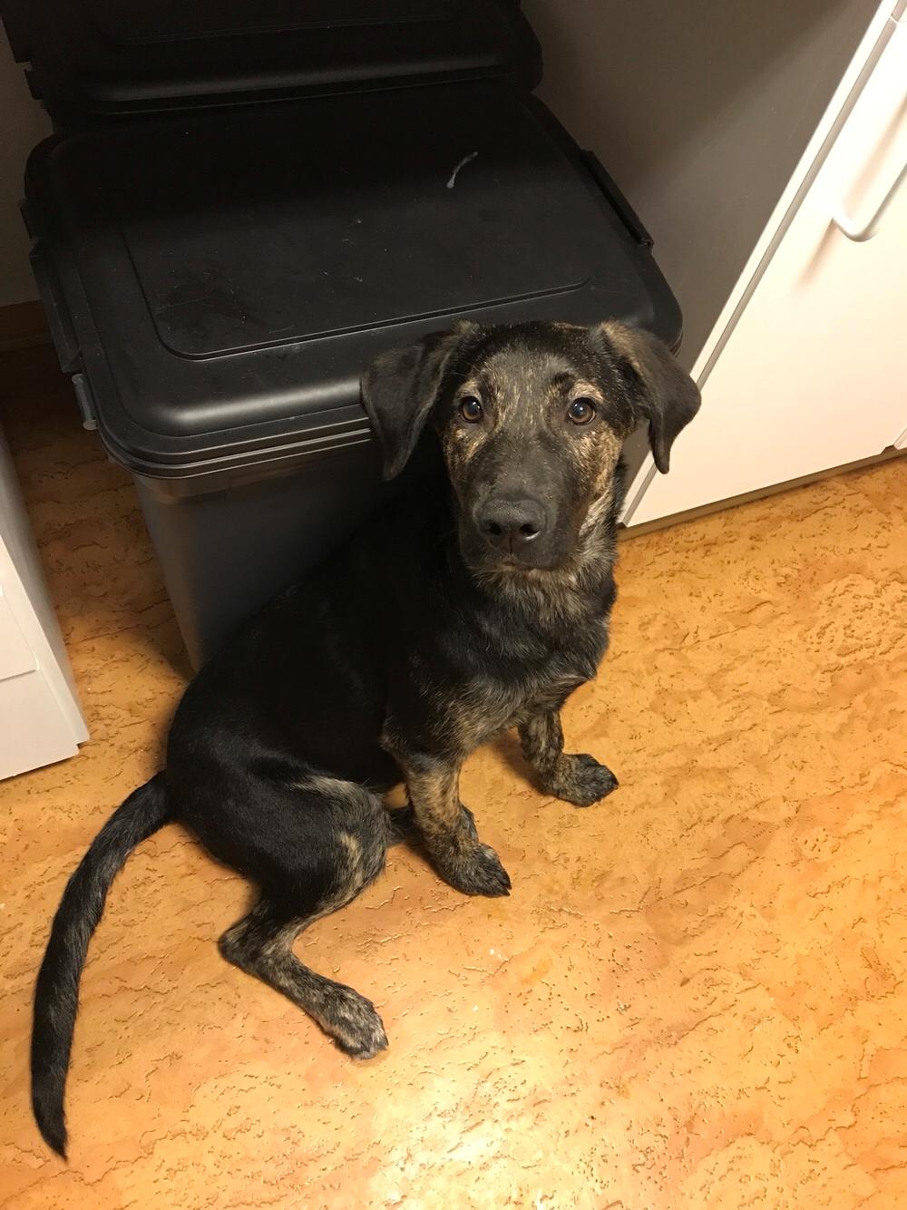 Blanding af racer Nellie billede 46