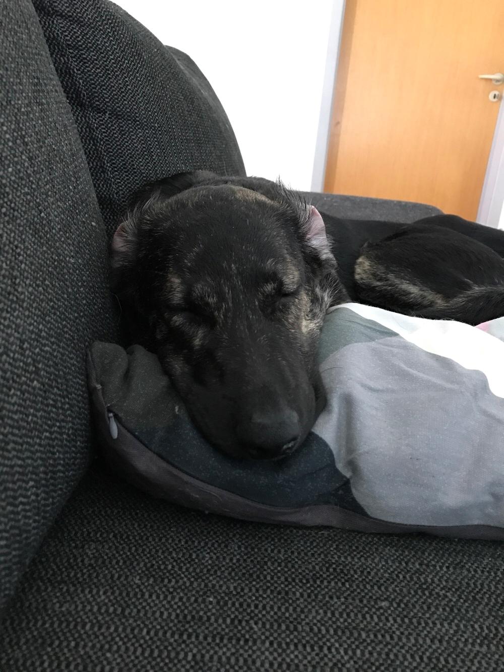 Blanding af racer Nellie billede 47