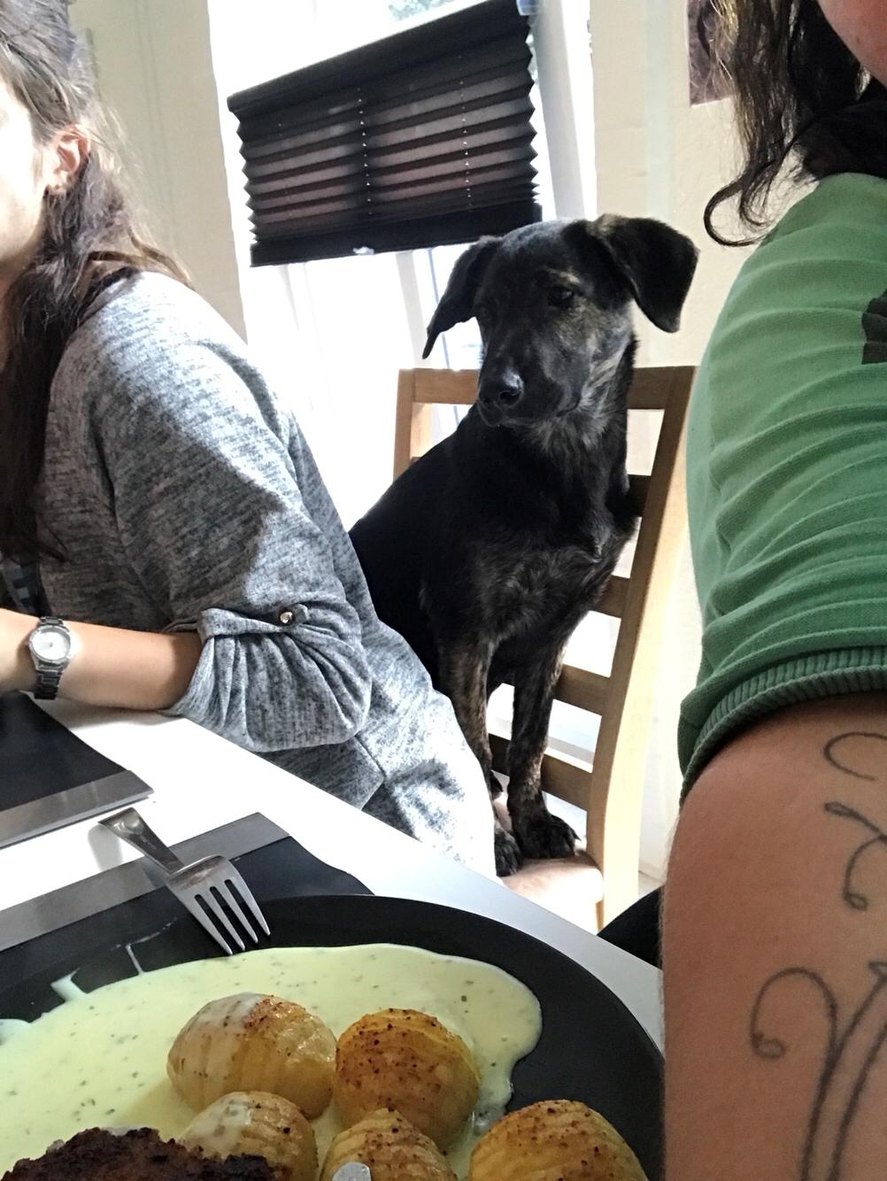 Blanding af racer Nellie billede 49