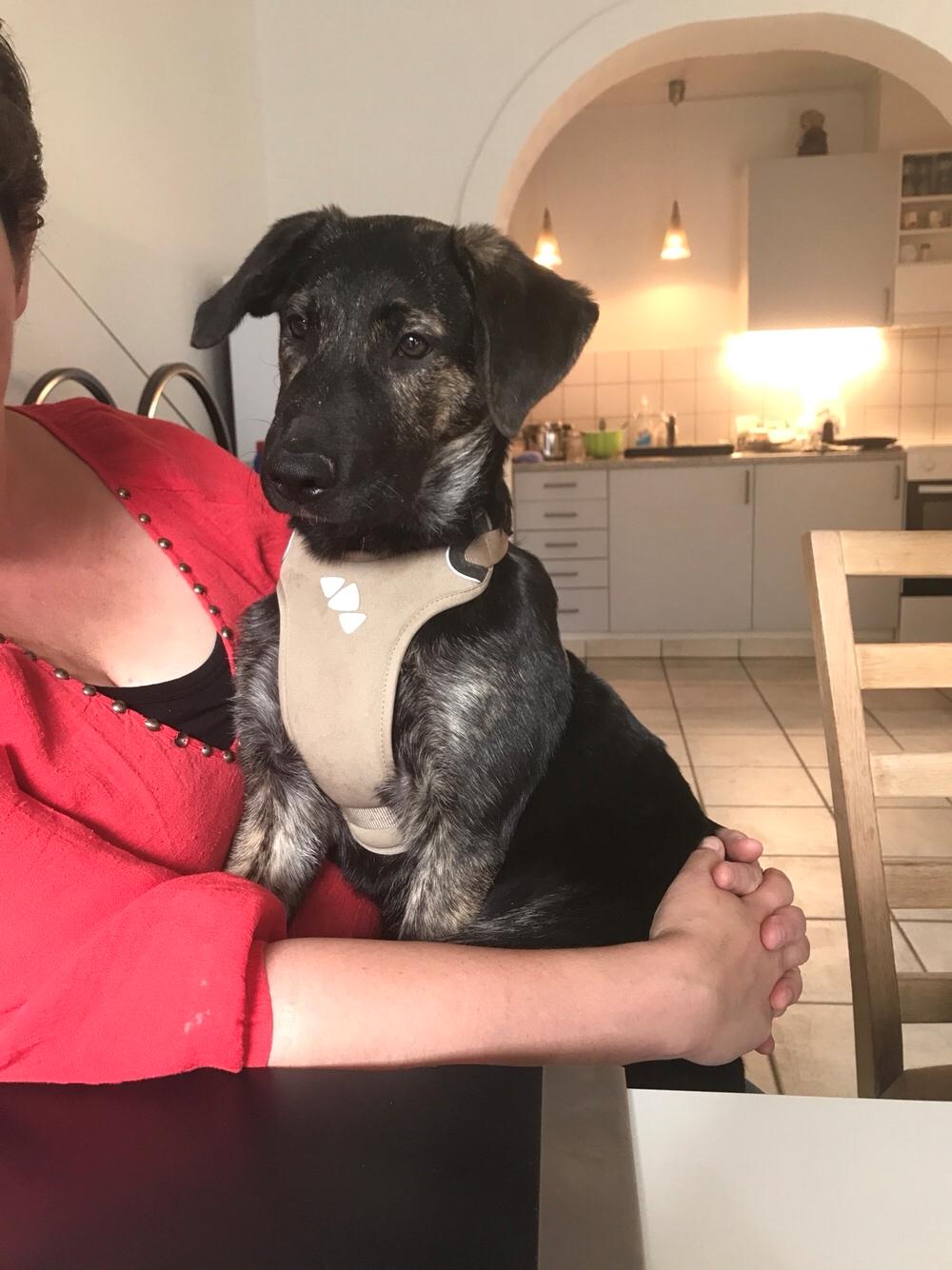 Blanding af racer Nellie billede 50