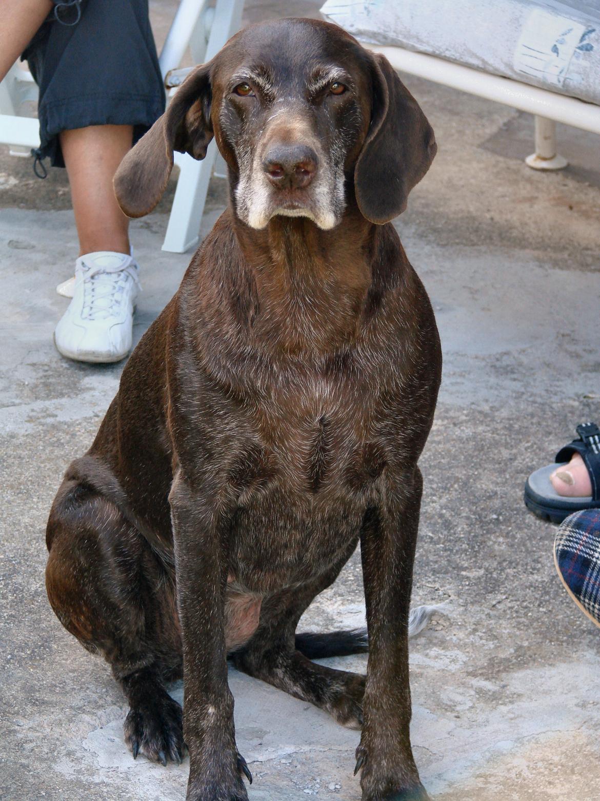 Korthåret hønsehund Bonny billede 2