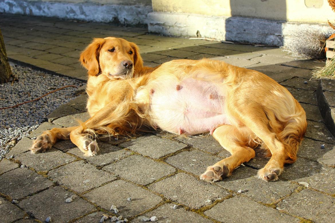 Golden retriever Gia's Golden Chanel - Højdrægtig. Et par dage før fødslen en april aften i 2015 billede 36