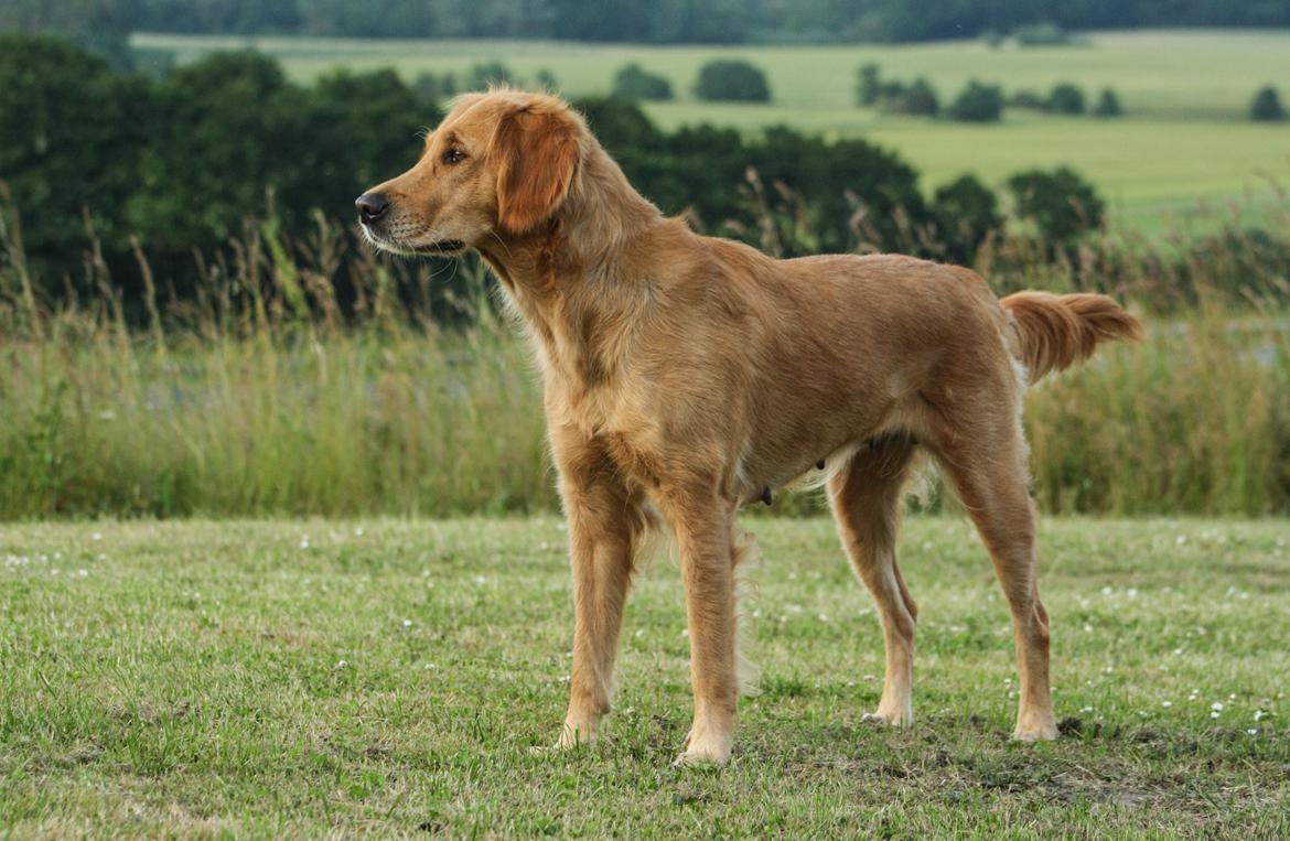 Golden retriever Gia's Golden Chanel - Chanel en sommeraften lige efter hendes drægtighed. Hvalpene er 7- 8 uger billede 39