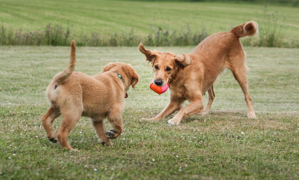 Golden retriever Gia's Golden Chanel - Chanel og Asta leger. Asta 7-8 uger 2015 billede 44