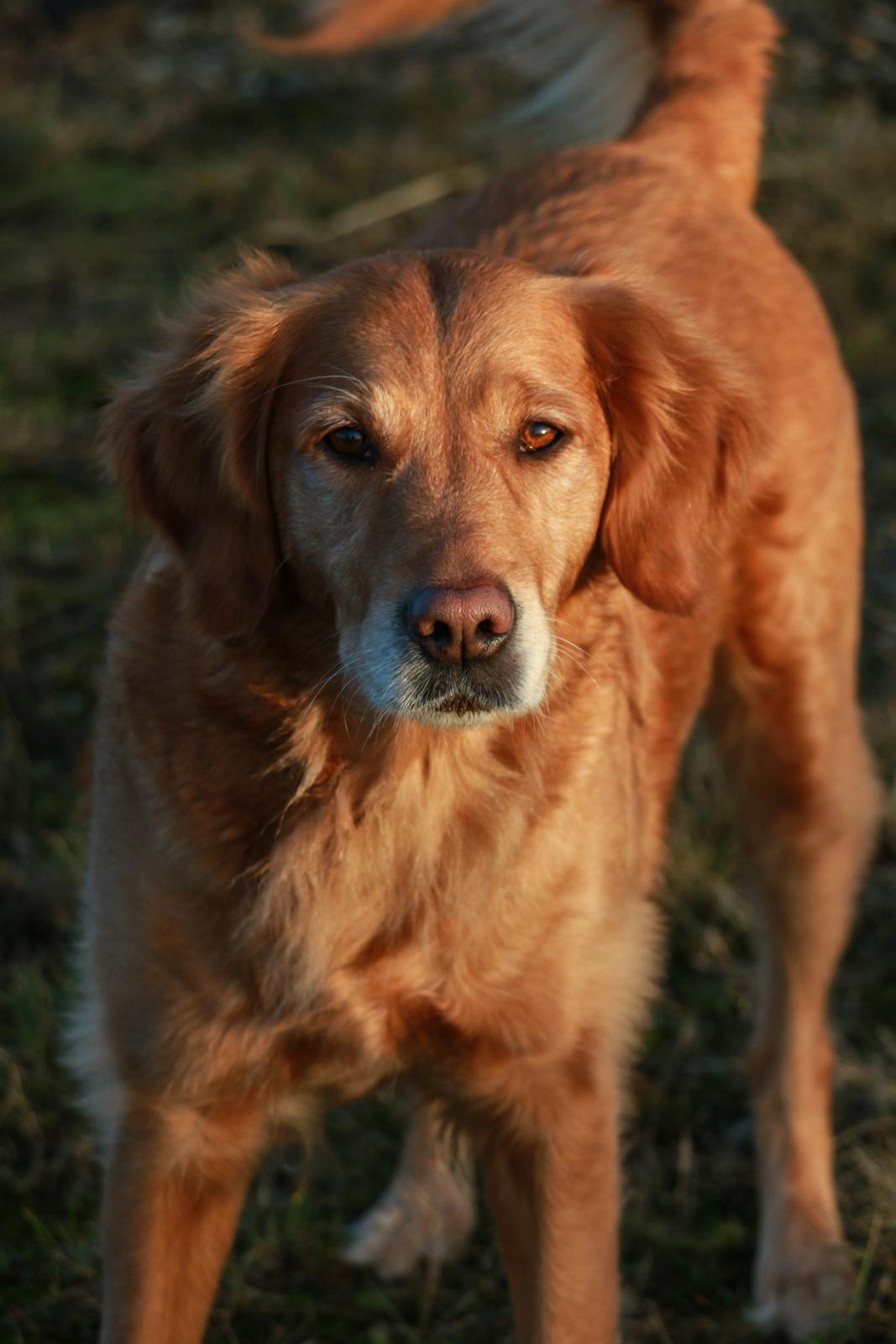 Golden retriever Gia's Golden Chanel - Feb 17 billede 2