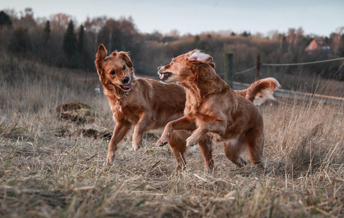 Golden retriever Gia's Golden Chanel billede 15