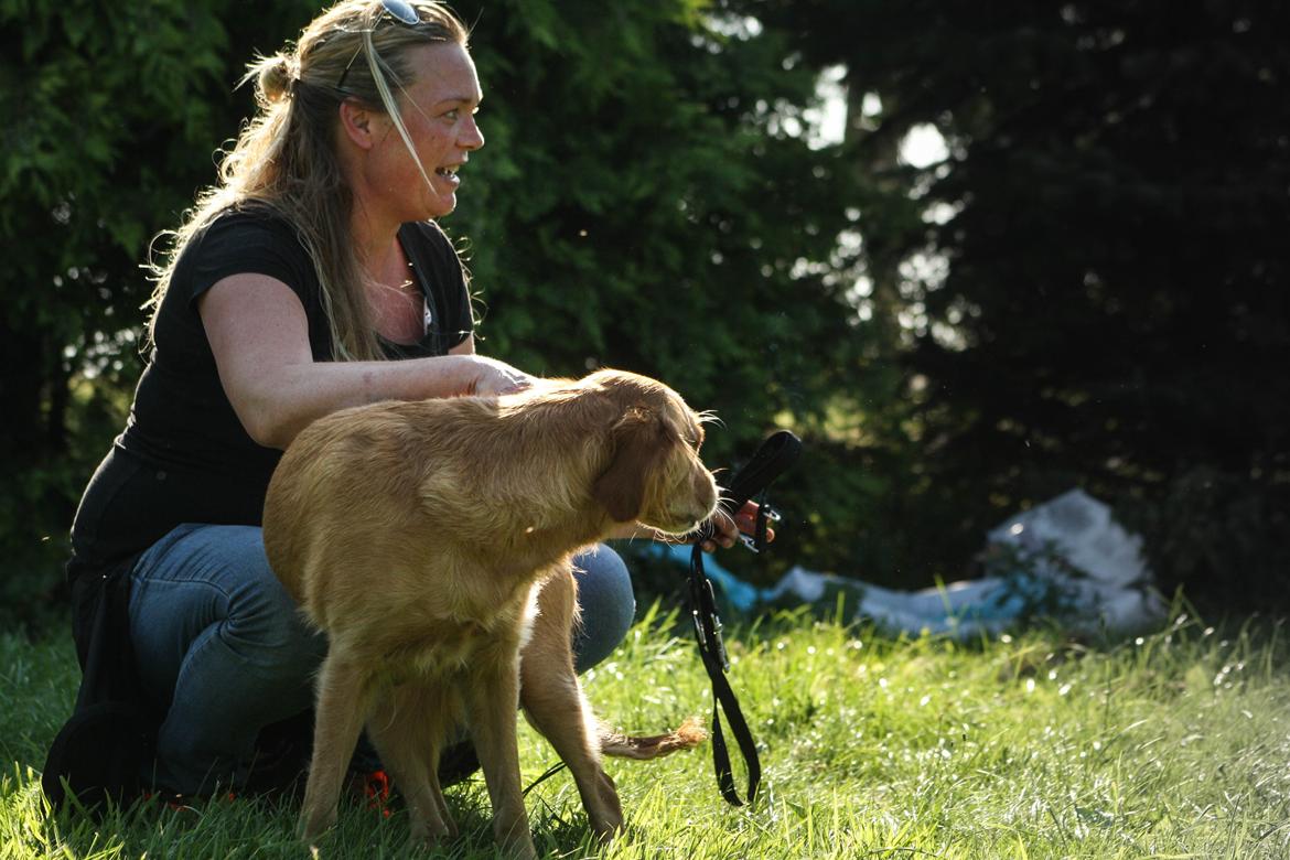 Golden retriever Gia's Golden Chanel - Kristina og Chanel nyder aftensolen 2015 billede 46