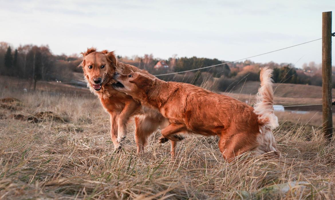 Golden retriever Gia's Golden Chanel - Chanel hapser Asta i skindet ;) billede 23