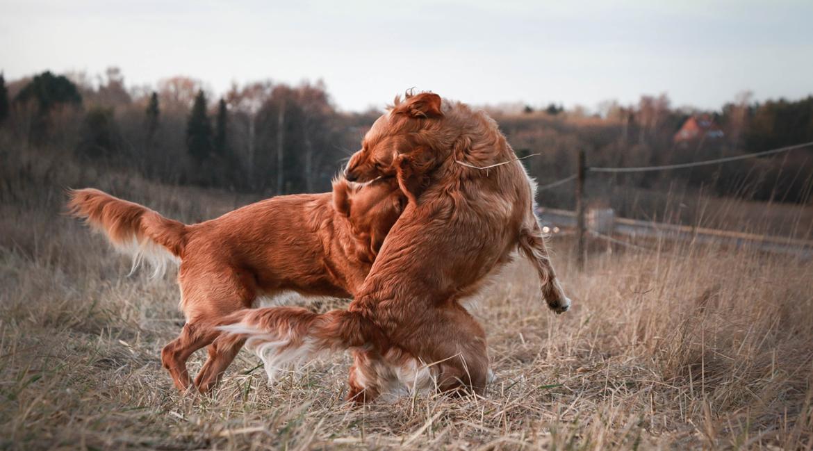 Golden retriever Gia's Golden Chanel billede 35