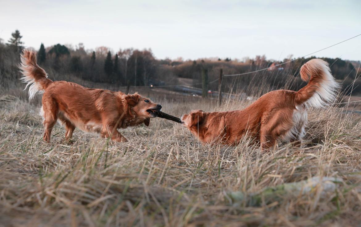 Golden retriever Gia's Golden Chanel - Chanel (med ryggen til) & Asta leger på Strandgården feb 17 billede 47