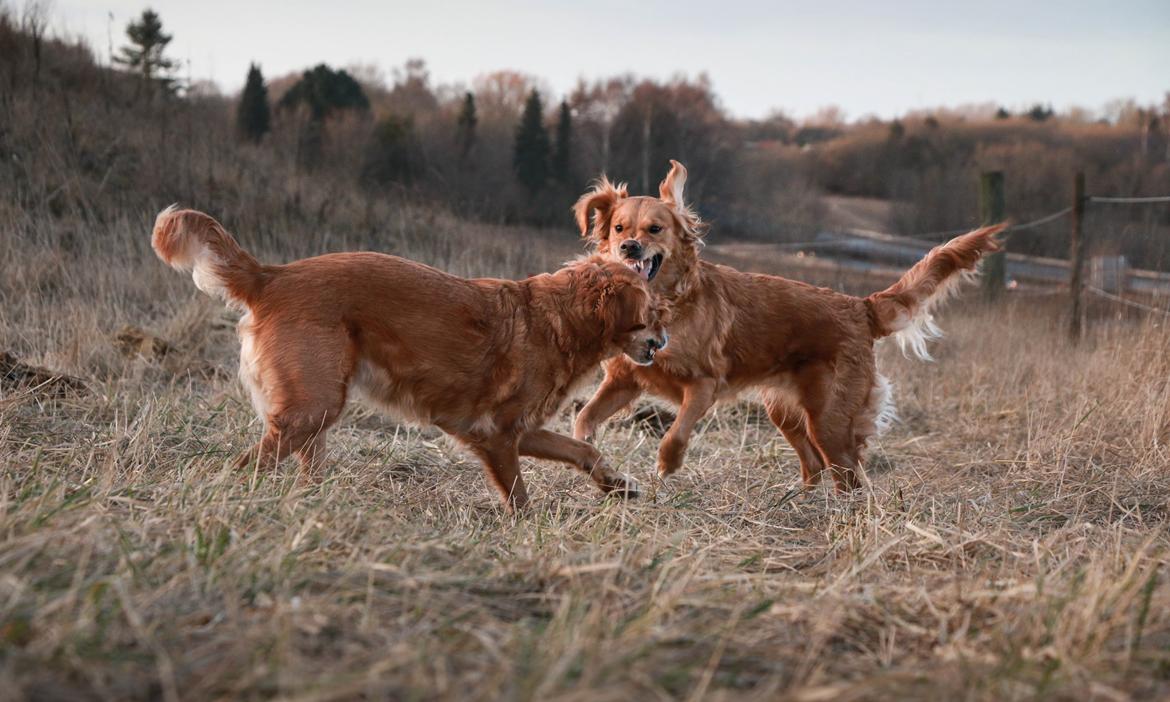 Golden retriever Gia's Golden Chanel billede 42