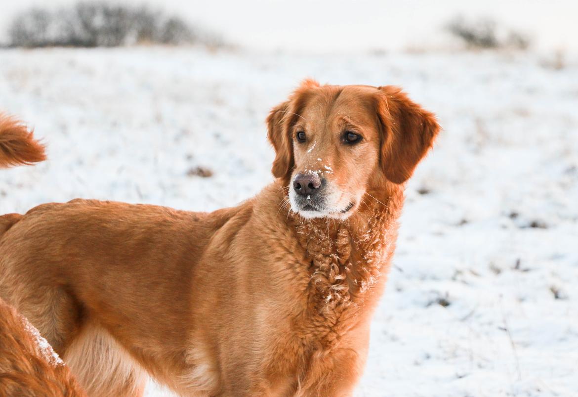 Golden retriever Gia's Golden Chanel billede 41