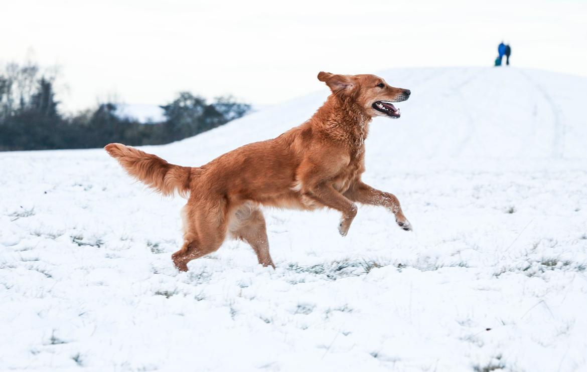 Golden retriever Gia's Golden Chanel - Altid frejdig når du går.. 2016 billede 13