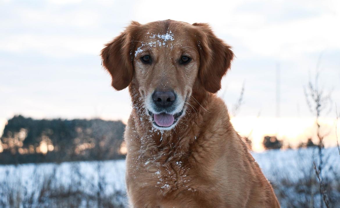 Golden retriever Gia's Golden Chanel - Vinteren 2016 billede 10