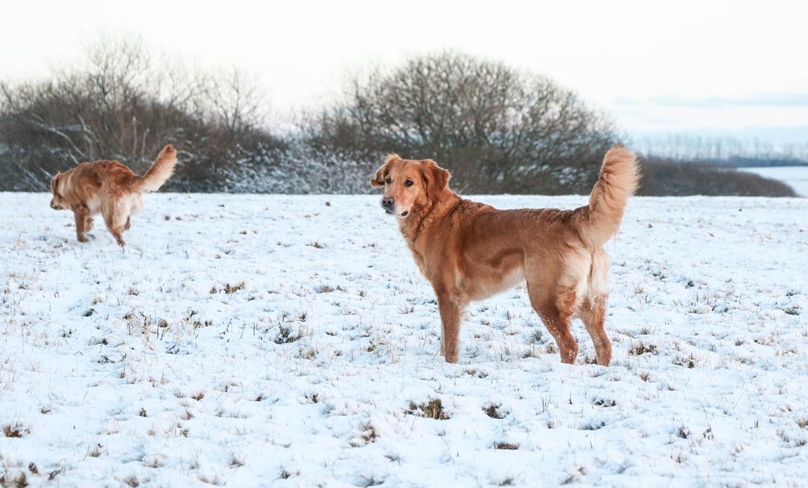 Golden retriever Gia's Golden Chanel - Er alle med? Chanel 2016 billede 48