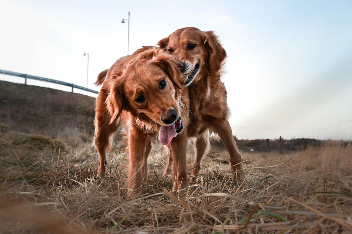 Golden retriever Gia's Golden Chanel - Chanel i baggrunden billede 20