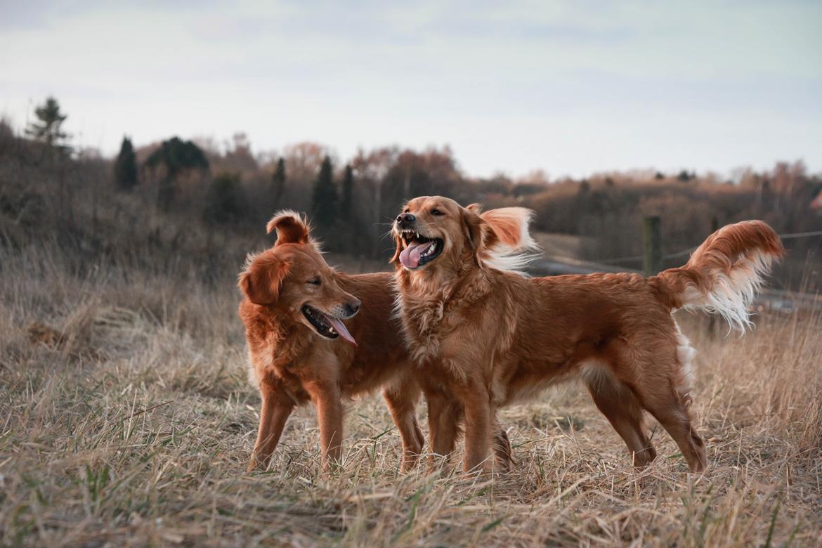 Golden retriever Gia's Golden Chanel - Pause i løjerne. (Chanels øre har en fest) billede 12