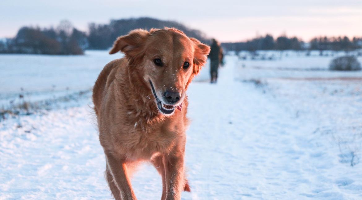 Golden retriever Gia's Golden Chanel billede 34