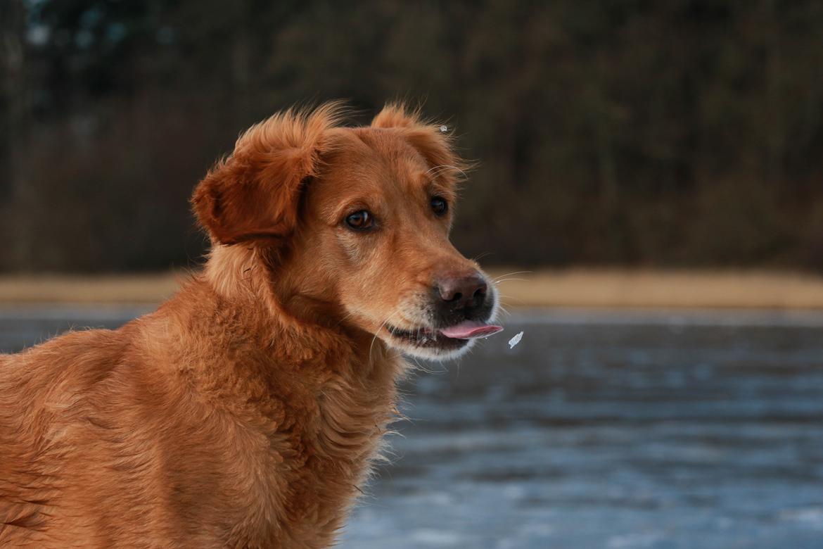 Golden retriever Gia's Golden Chanel - Marts 2016 billede 7