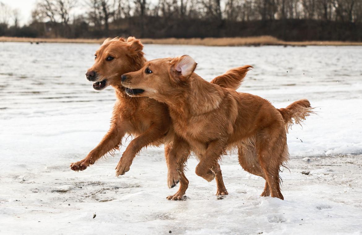 Golden retriever Gia's Golden Chanel - Det er ikke så godt når den lille er blevet for stor til at kunne løbe fra ;) billede 37