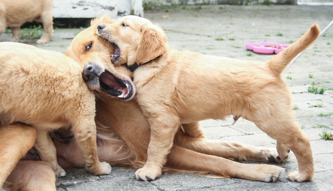 Golden retriever Gia's Golden Chanel - Det er hårdt at være mor :) billede 40