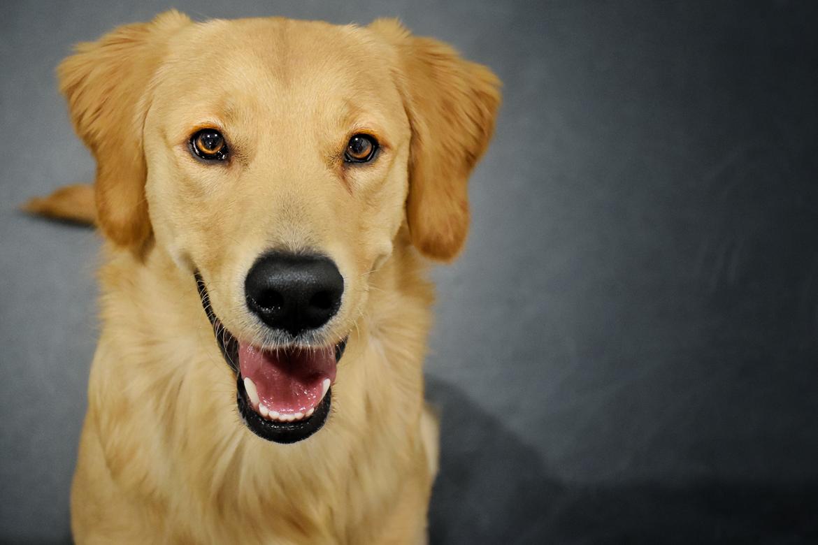 Golden retriever Atlas (Gia's Golden Atlas) - 9 måneder gammel. Billede taget af Art C fotografi (Cecilie med Mack)  billede 3