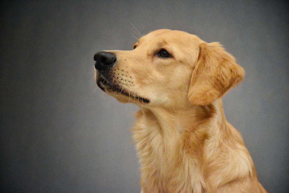 Golden retriever Atlas (Gia's Golden Atlas) - 9 måneder gammel. Billede taget af Art C fotografi (Cecilie med Mack). billede 41