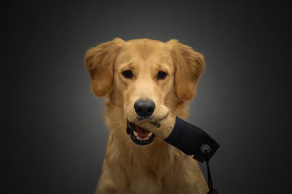 Golden retriever Atlas (Gia's Golden Atlas) - 9 måneder gammel. Billede taget af Art C fotografi (Cecilie med Mack). billede 4