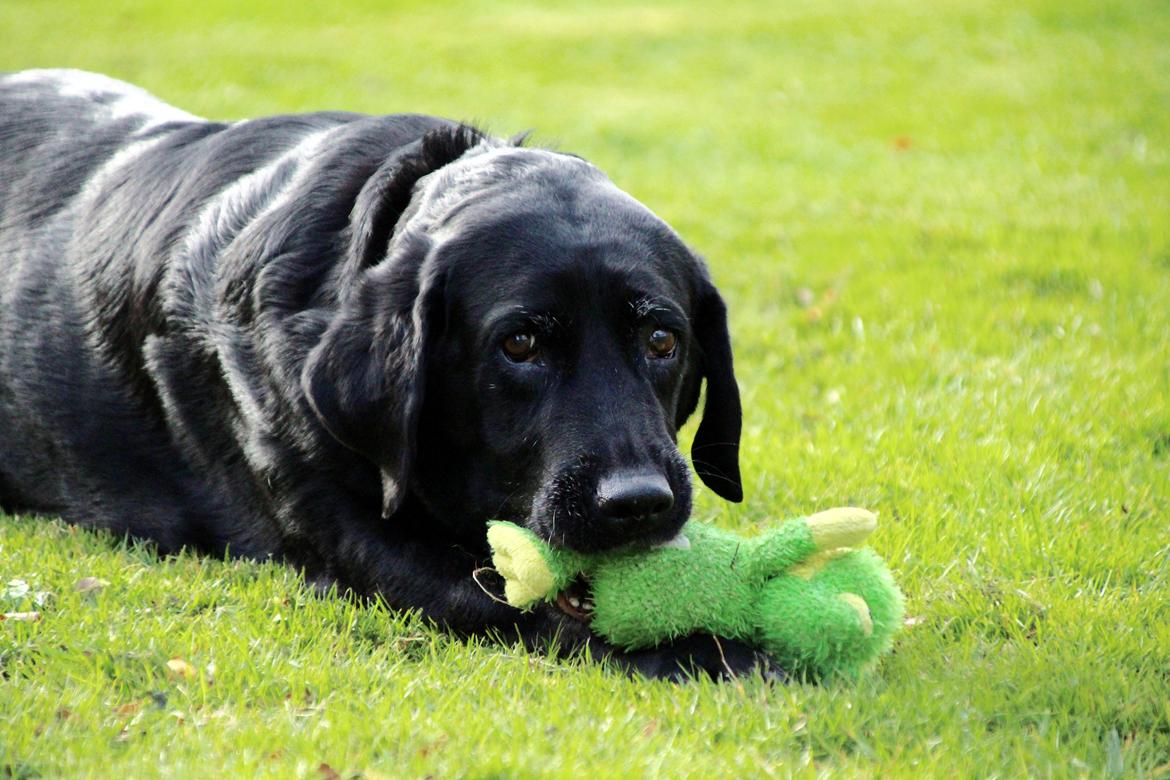 Labrador retriever Eshøjs Trille - 29. billede 29
