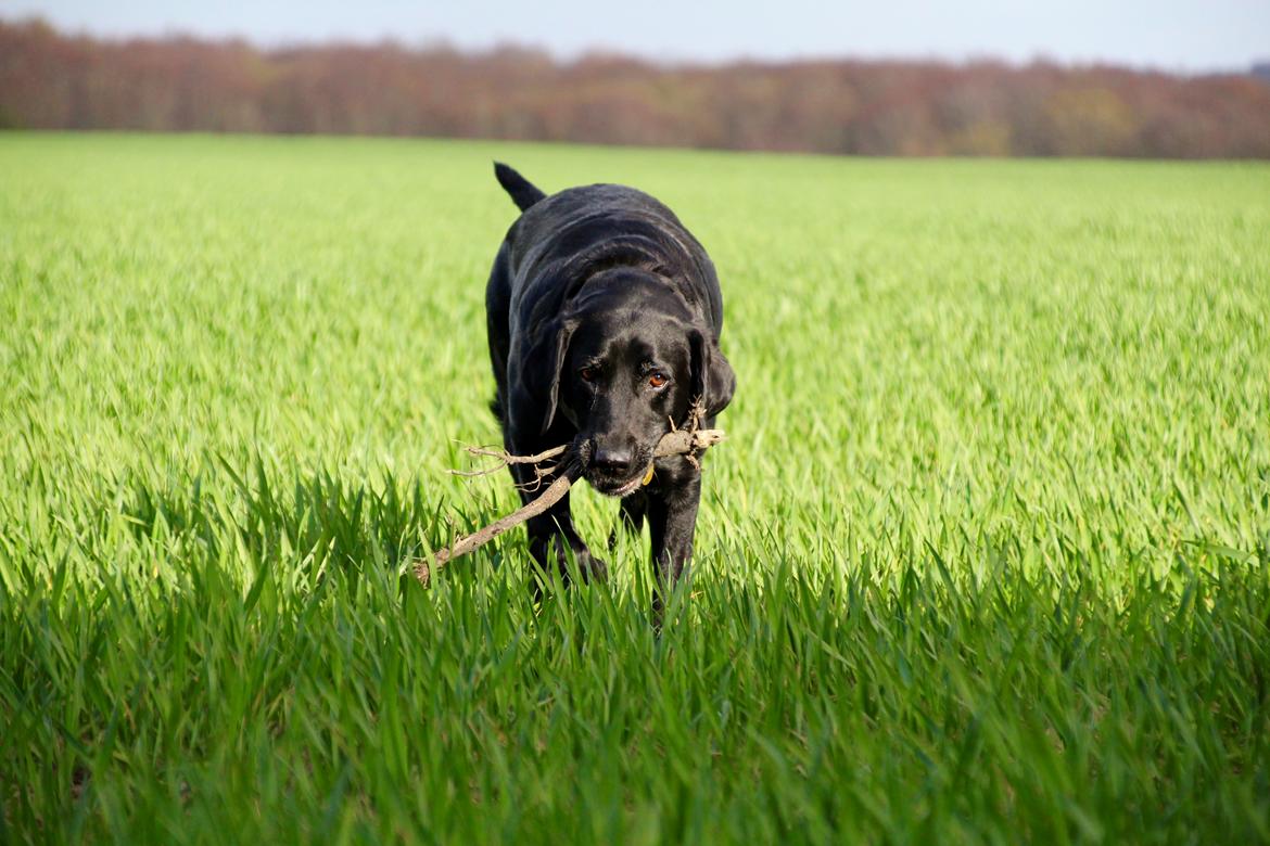 Labrador retriever Eshøjs Trille - 1. Årrh hun er den sødeste billede 1