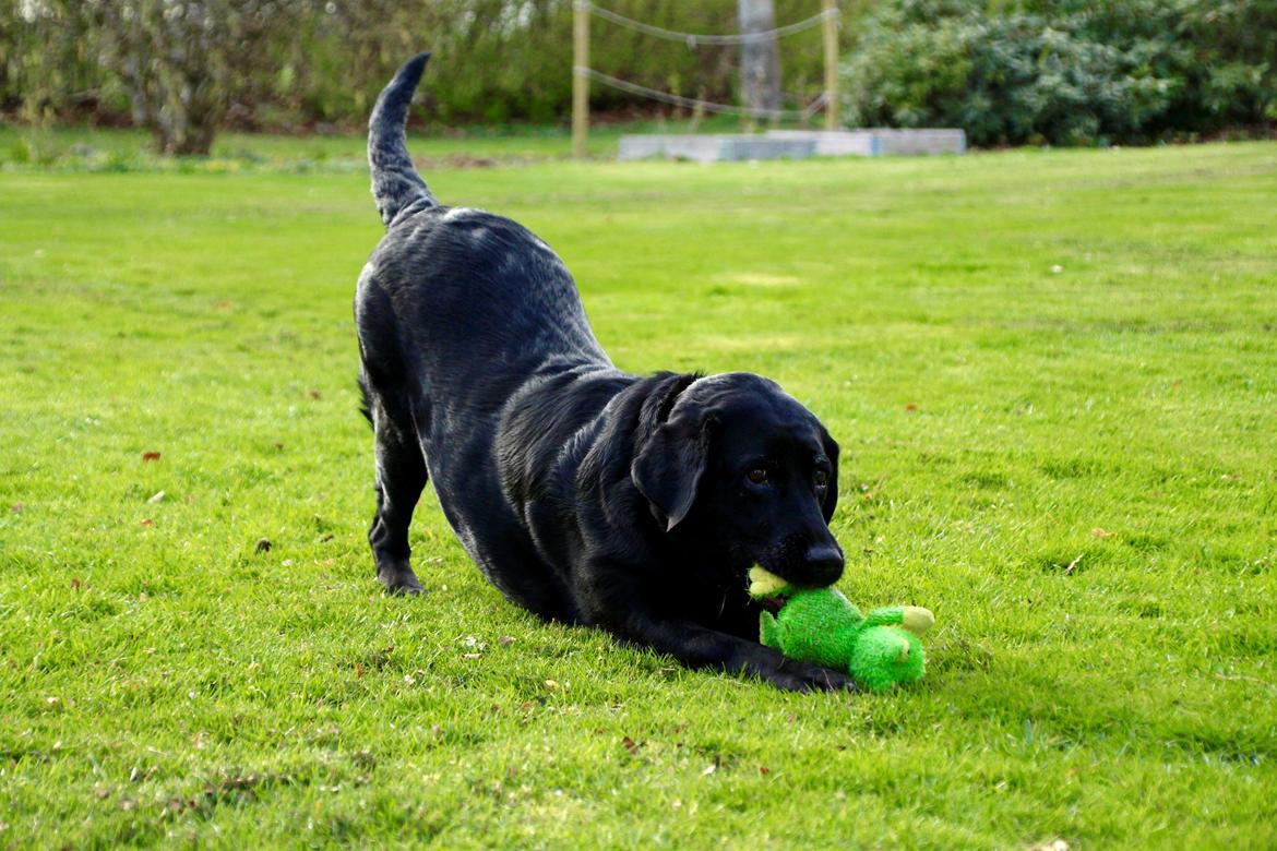 Labrador retriever Eshøjs Trille - 30. billede 30