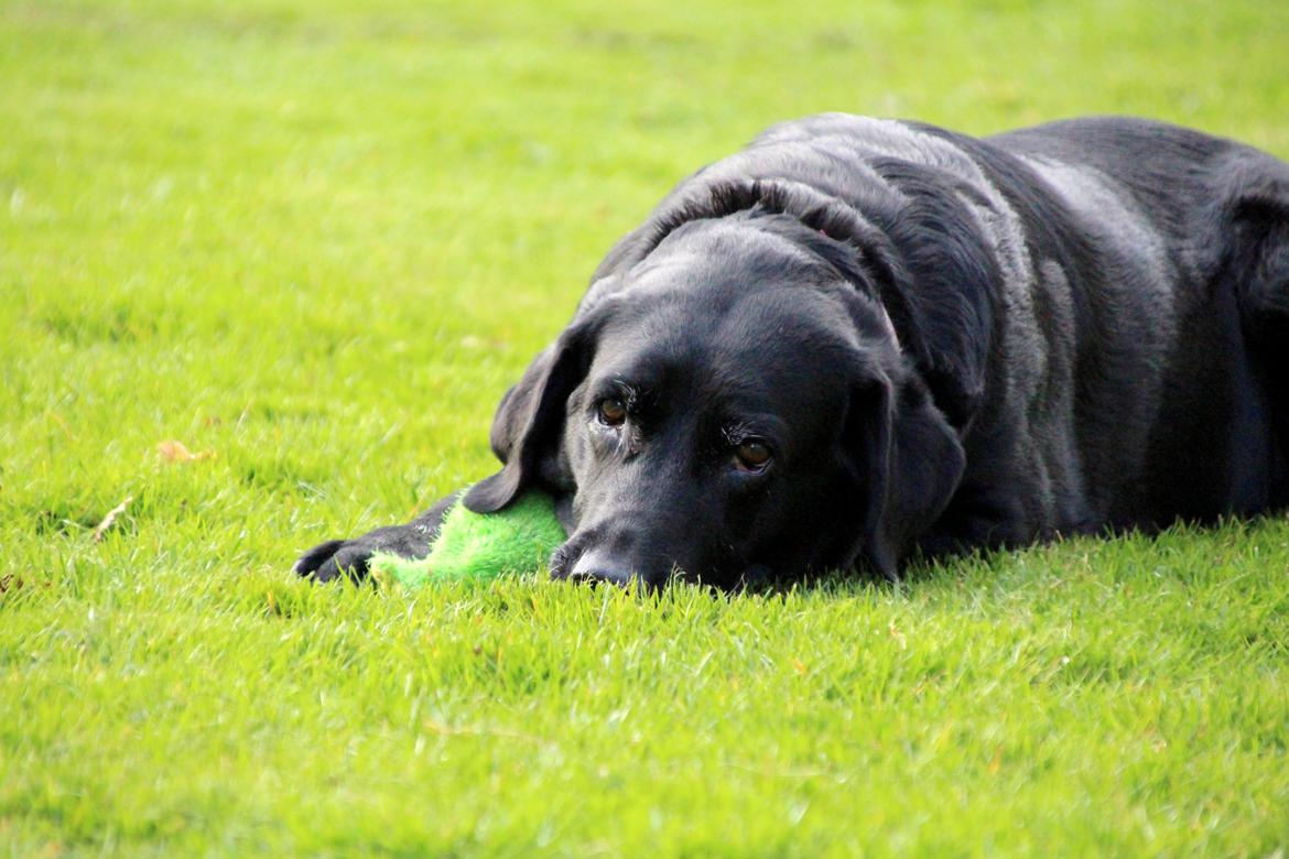 Labrador retriever Eshøjs Trille - 31.  billede 31