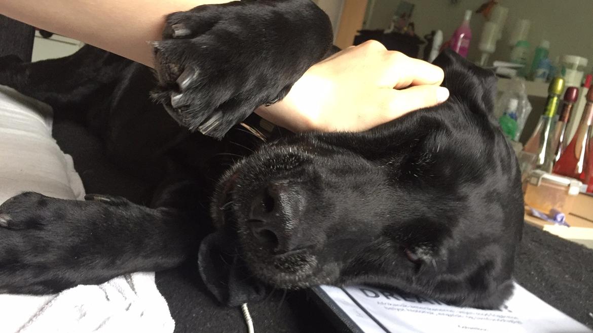 Labrador retriever Eshøjs Trille - 32. Trille synes hun var vigtigere end min eksamenslæsning, og valgte derfor at lægge sig på mit materiale. Hun er en hyggefis billede 32