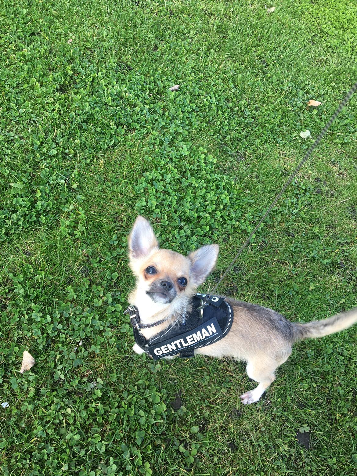 Chihuahua Choko - 5 md gammel billede 9