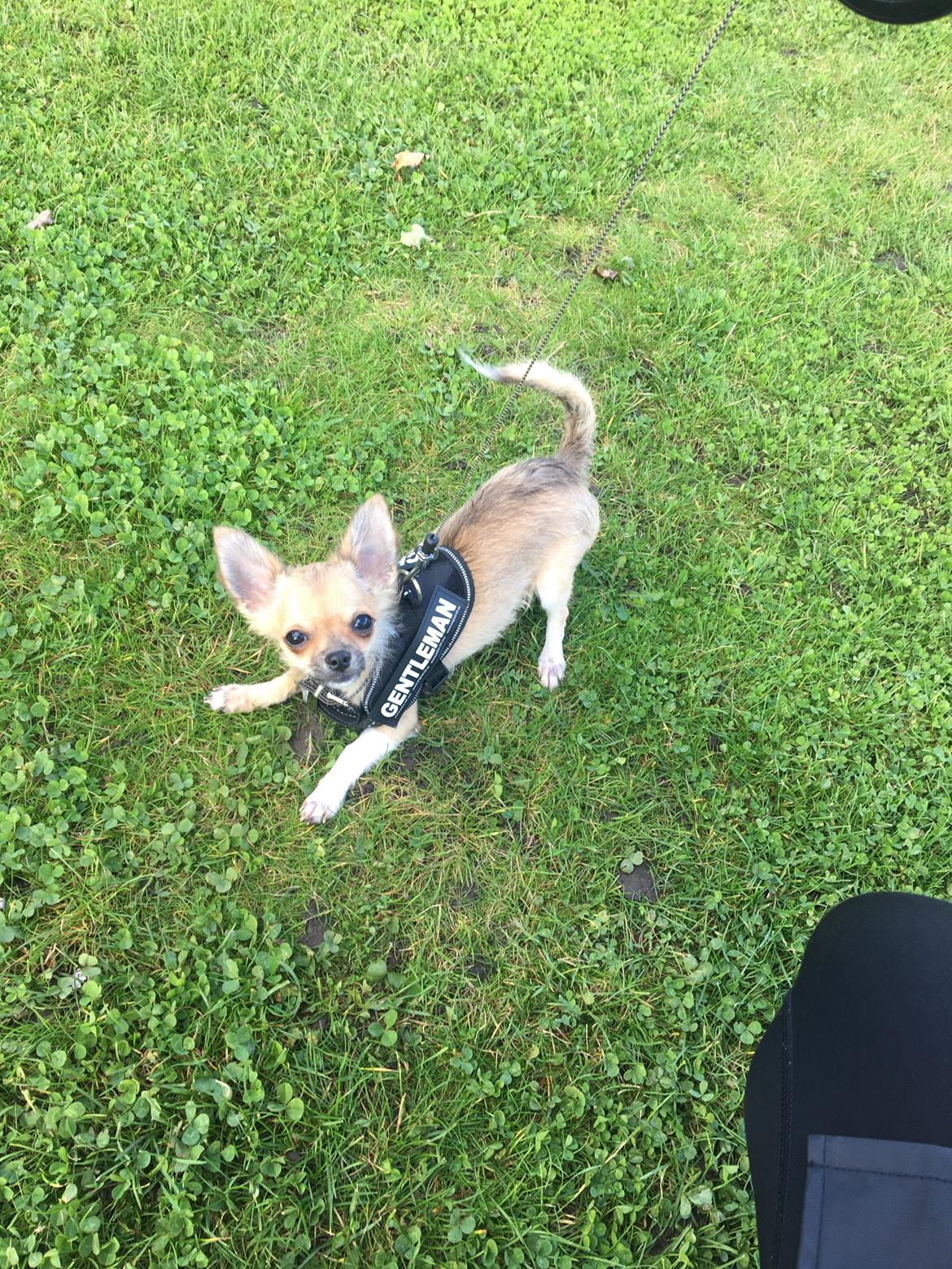 Chihuahua Choko billede 11