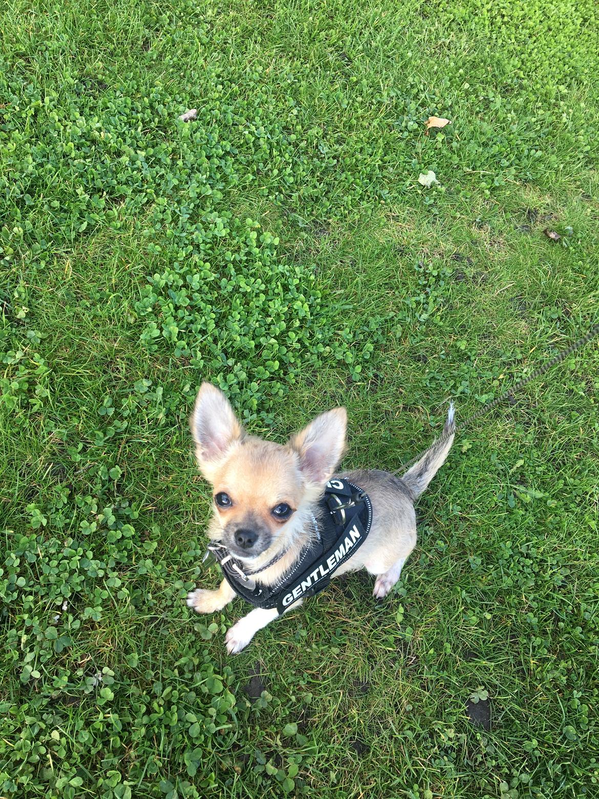 Chihuahua Choko billede 10