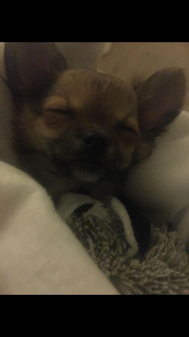 Chihuahua Choko - 3 mdr gammel  billede 13